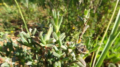 Erepsia bracteata