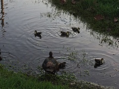 Cairina moschata domestica