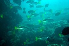 Lutjanus fulviflamma