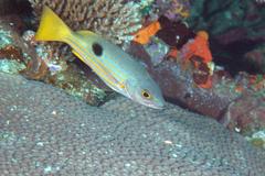 Lutjanus ehrenbergii