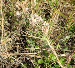 Pluchea odorata succulenta