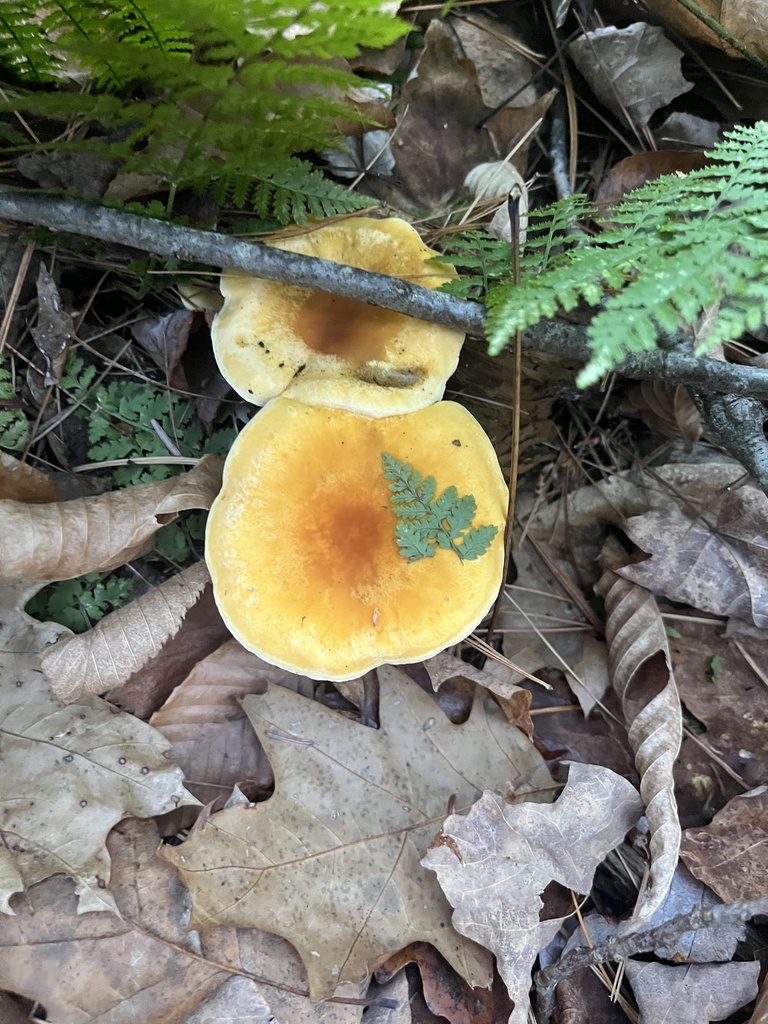 Hygrophoropsis aurantiaca · November 2025 · photo: © loganstecker (iNaturalist, cc0)