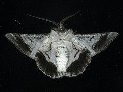 Hypobapta diffundens