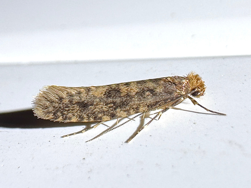 European House Moth photo 5