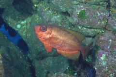 Heteropriacanthus carolinus