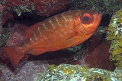 Heteropriacanthus cruentatus