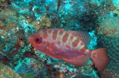Heteropriacanthus cruentatus