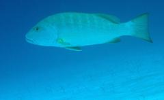 Lutjanus cyanopterus