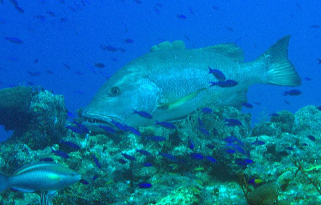 Fish of Florida: Atlantic Cubera Snapper (Lutjanus cyanopterus) Species  Profile - UF/IFAS Extension Collier County