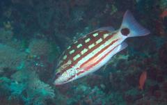 Lutjanus decussatus