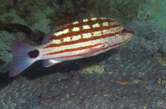 Lutjanus decussatus