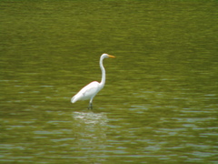 Ardea alba