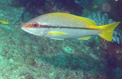 Lutjanus vitta