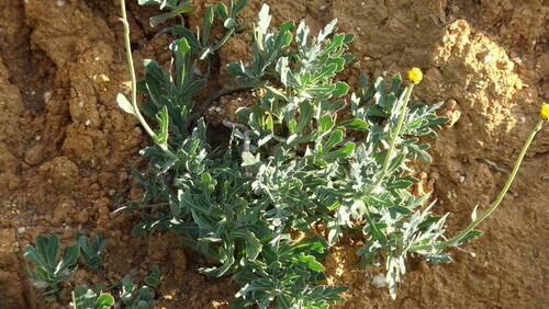 Fringe Babooncabbage (Othonna ciliata)