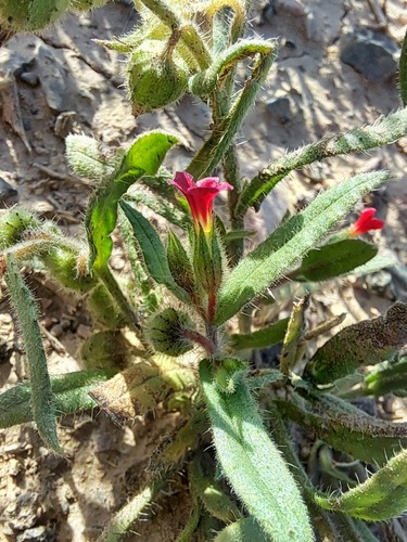 Nonea caspica
