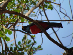 Trogon mesurus