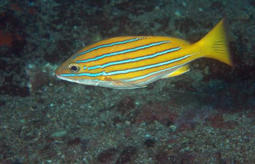 Blue-and-gold Snapper