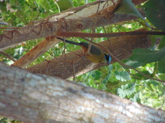 Momotus subrufescens