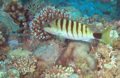 Lutjanus semicinctus