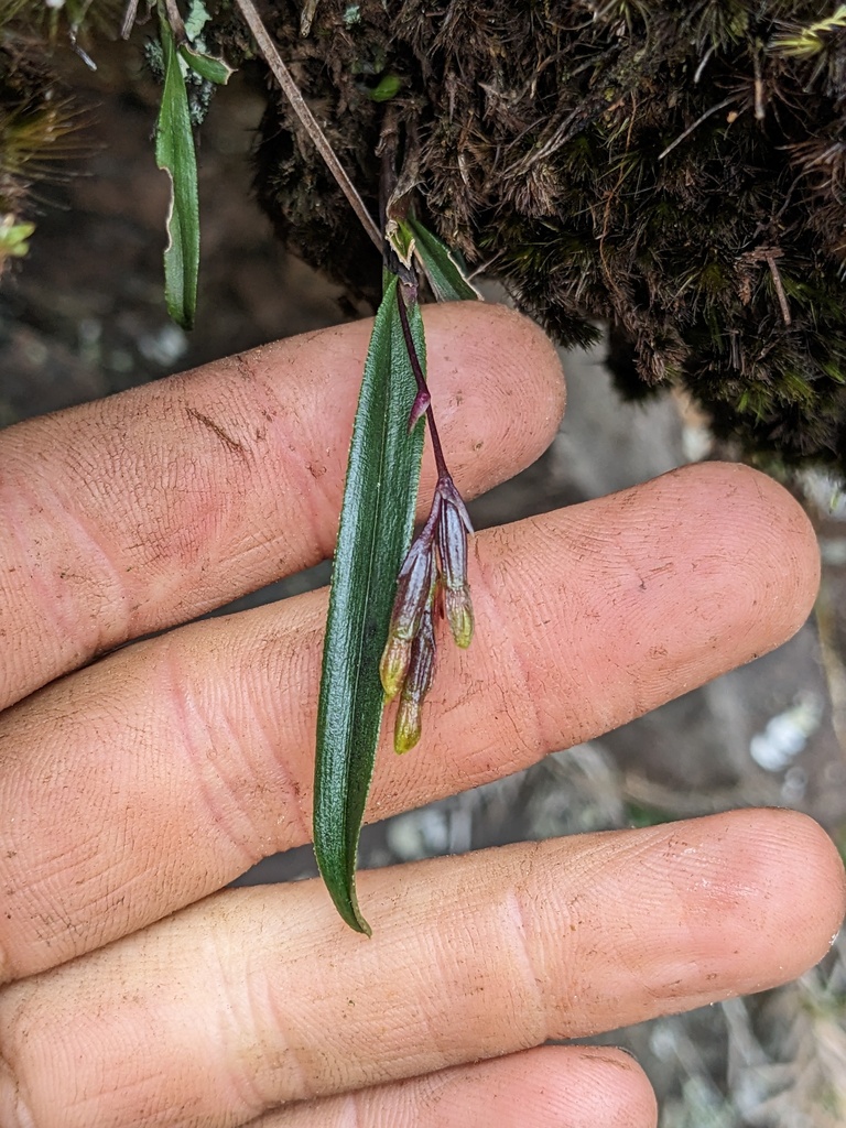 Epidendrum serrulatum
