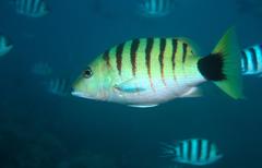 Lutjanus semicinctus