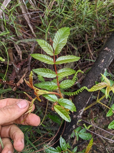 West Indian sumac (Brunellia comocladiifolia)