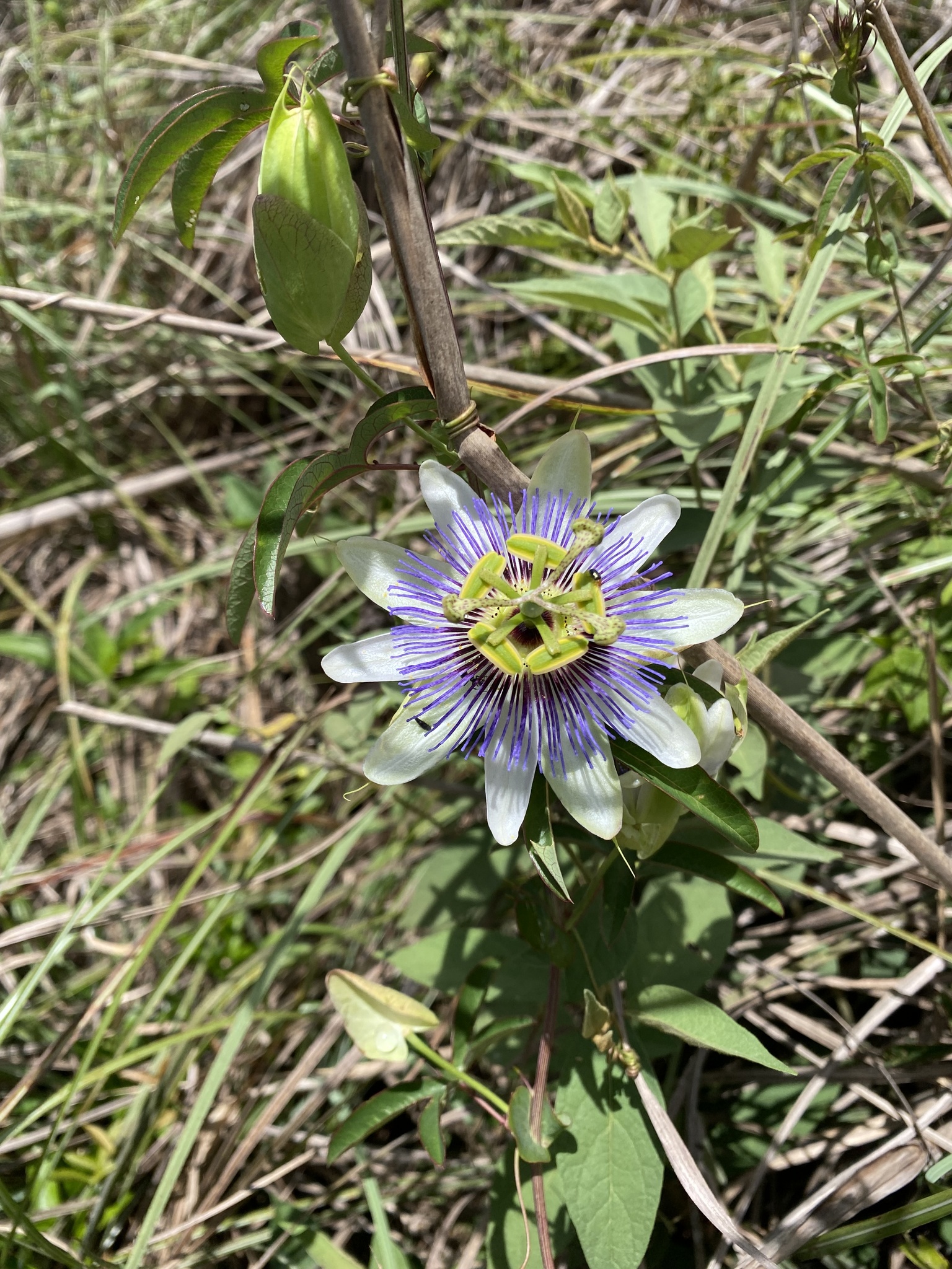 Passiflora caerulea