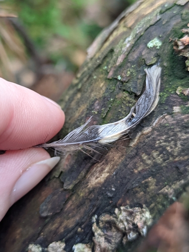 Plume de Grimpereau des bois