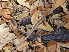 Stenocercus iridescens
