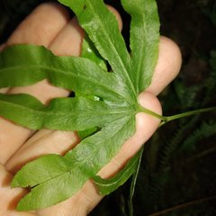 Lygodium heterodoxum