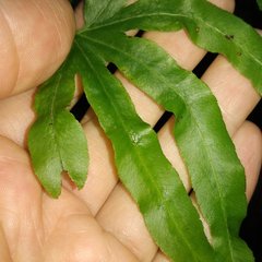 Lygodium heterodoxum