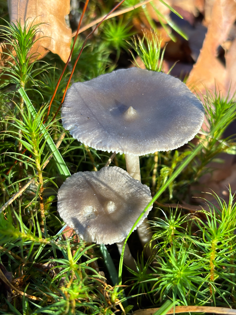 Cantharellula umbonata · November 2025 · photo: © jsrhollis (iNaturalist, cc-by)