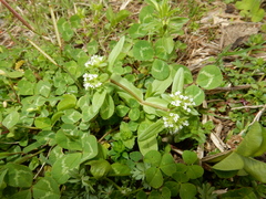 Valerianella