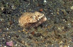 Brachysomophis crocodilinus