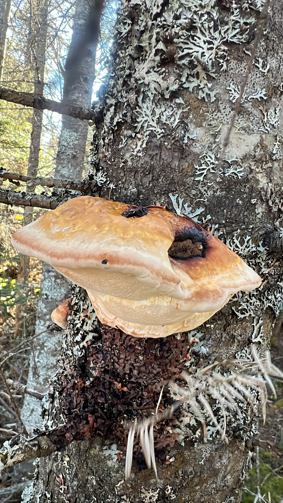 Fomitopsis mounceae · November 2025 · photo: © rob21 (iNaturalist, cc-by)