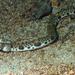 Red-saddled Snake Eel - Photo (c) craigjhowe, some rights reserved (CC BY-NC-ND)