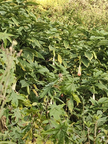 Brugmansia insignis