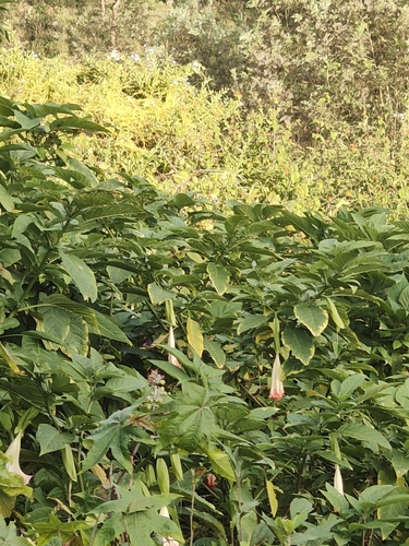 Brugmansia insignis