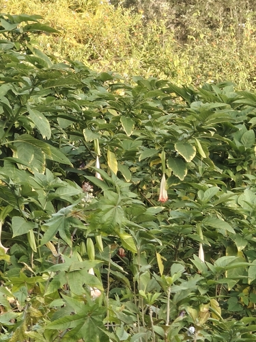 Brugmansia insignis