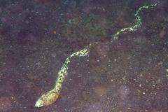 Callechelys marmorata