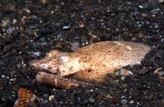 Brachysomophis crocodilinus