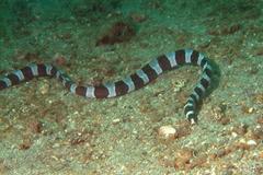 Leiuranus versicolor