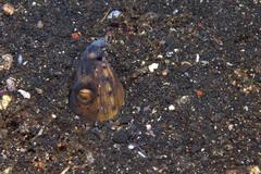 Ophichthus altipennis
