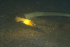 Ophichthus altipennis