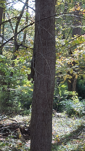 Eastern Gray Squirrel
