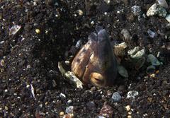 Ophichthus altipennis