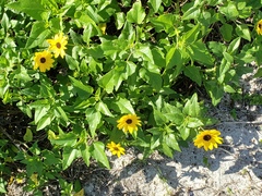 Helianthus debilis image