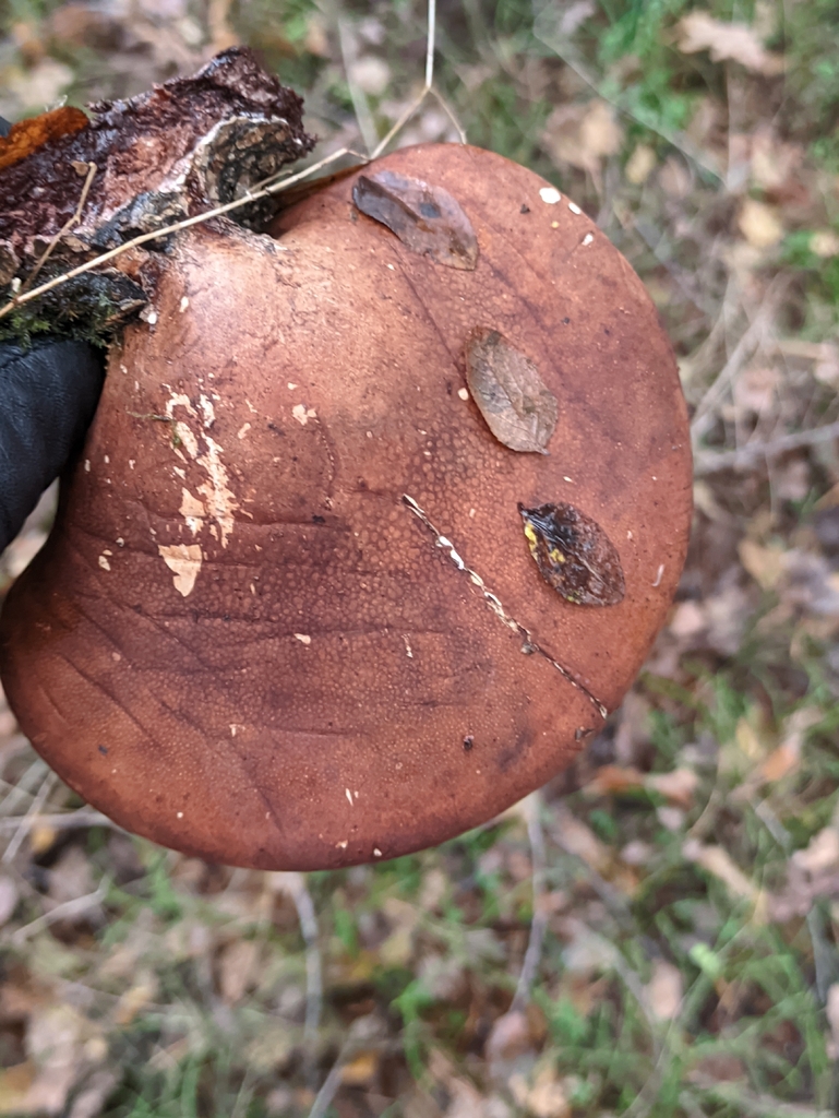 Fomitopsis betulina · November 2025 · photo: © naturalist57011 (iNaturalist, cc-by)