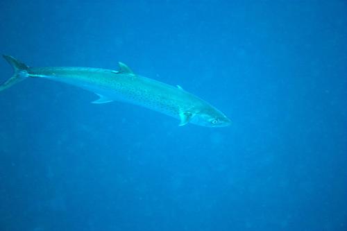 Sierra Mackerel
