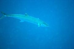 Scomberomorus sierra